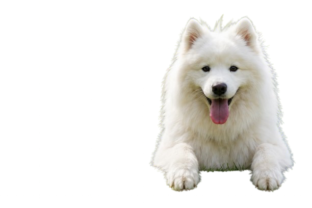 Chien blanc de type Samoyède couché dans l'herbe