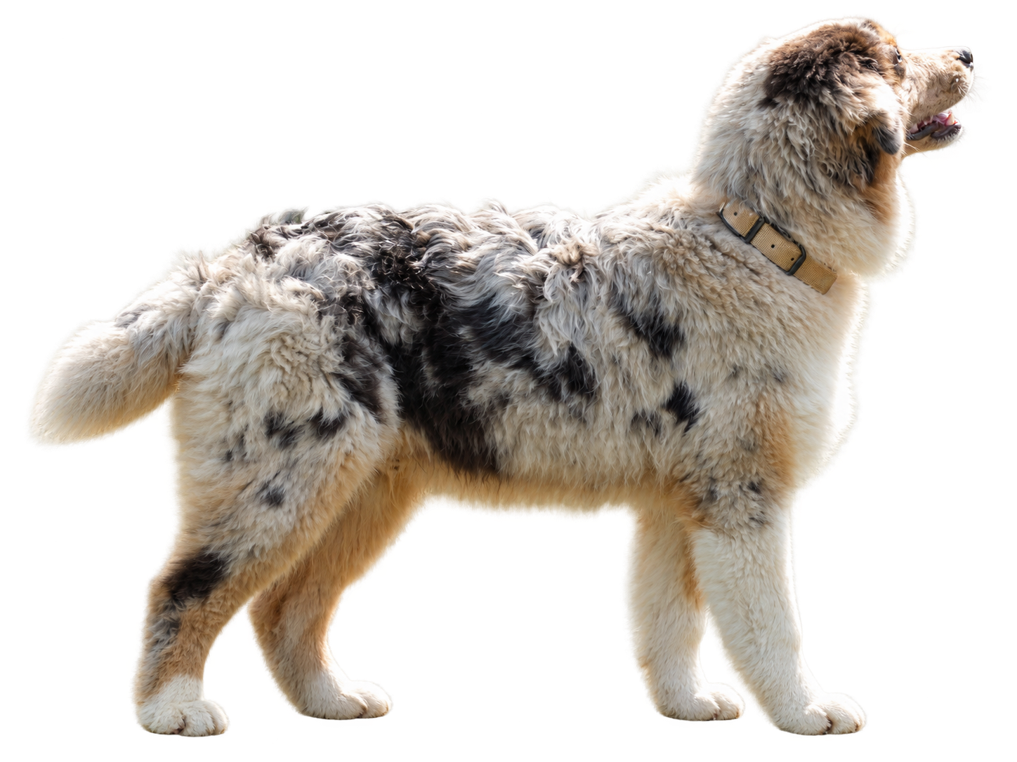 Chien accompagné par Check Dog, éducateur canin dans le Rhône et l’Est lyonnais