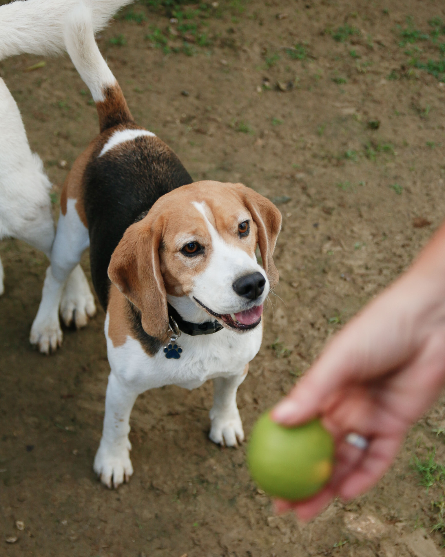Accompagnement sur mesure d'éducation canine avec Check Dog à Genas