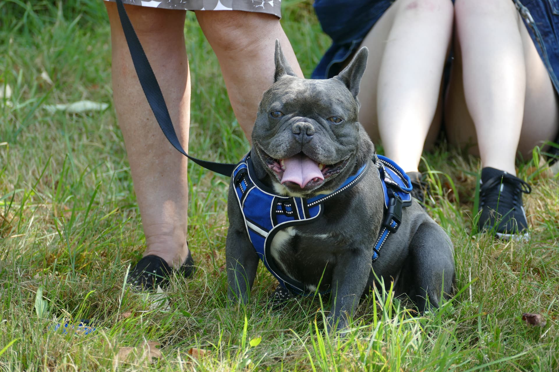 Accompagnement personnalisé d'éducation canine sur 3 mois avec Check Dog à Genas